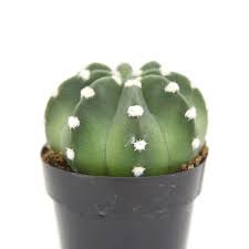 2.5" Domino Cactus | Florist in Lexington, NE | Rosella Flora